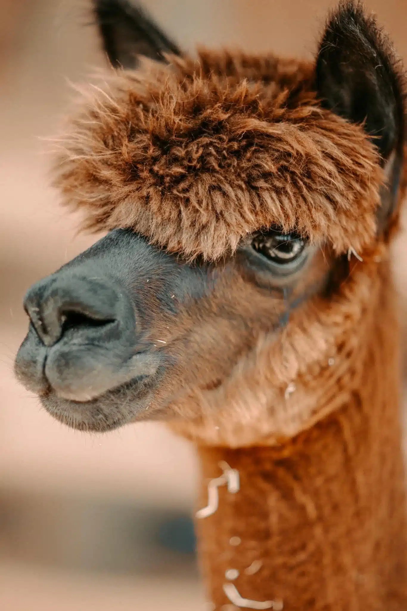 Annie the Alpaca at Fox's High Rock Farm