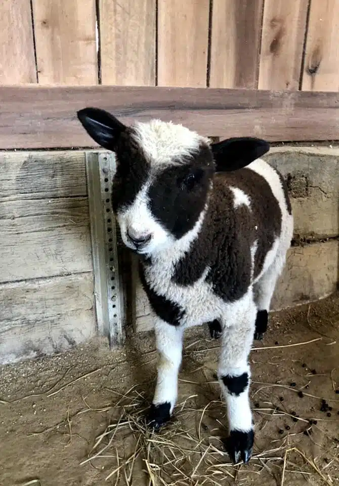 Mickey the Sheep at Fox's High Rock Farm