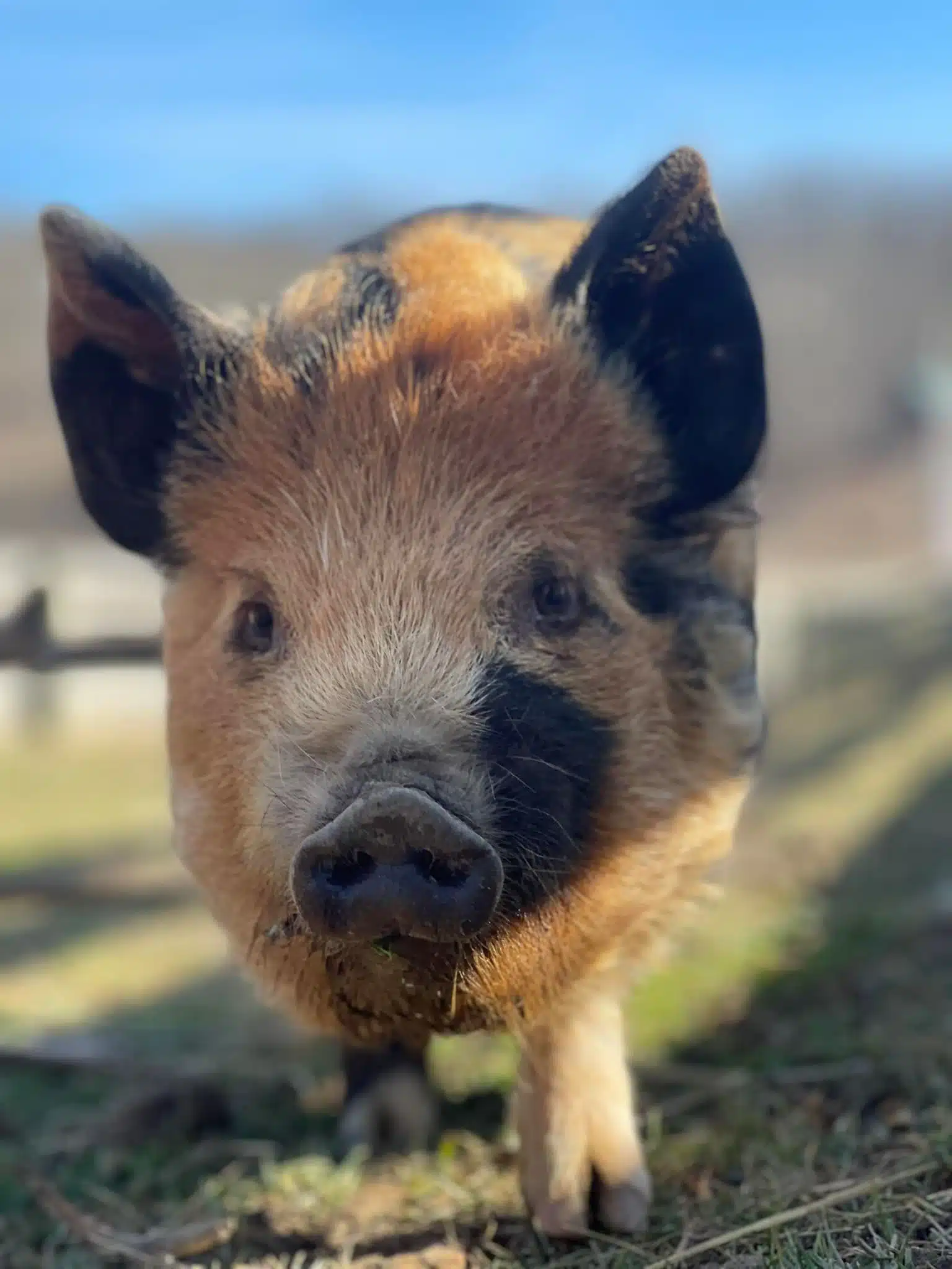 Susie the pig at Fox's High Rock Farm