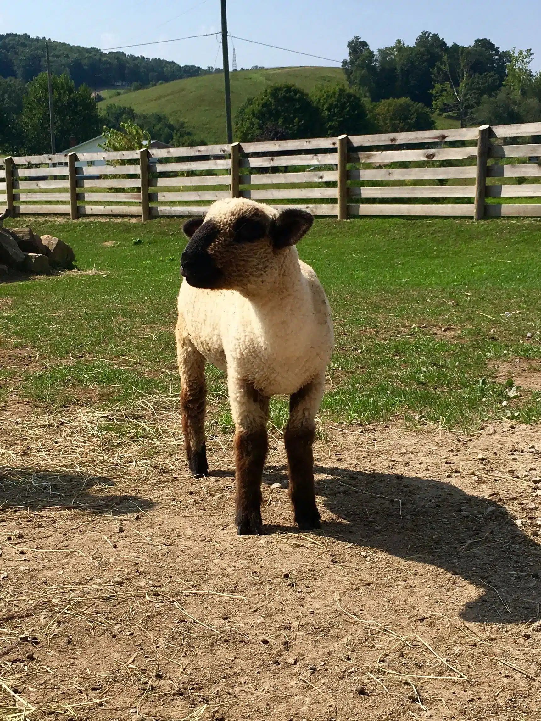 Tulip the Sheep at Fox's High Rock Farm